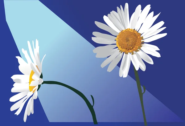 Två camomiles blommor på blå — Stock vektor