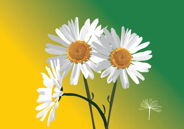 Üç camomiles çiçek — Stok Vektör