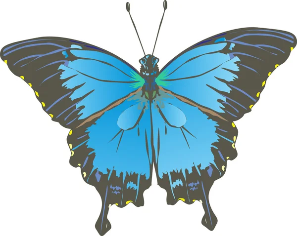 青と黒の蝶のイラスト — ストックベクタ