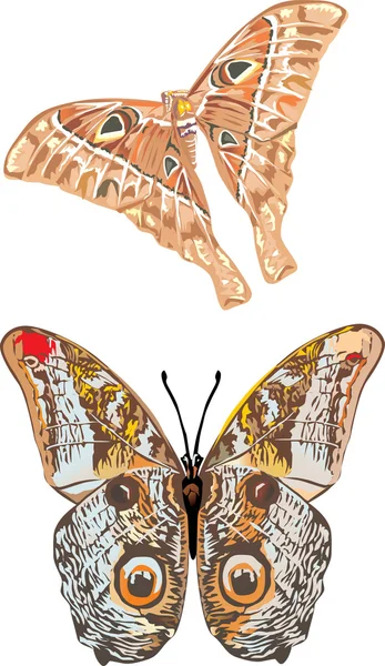 Dvě tropických motýlů ilustrace — Stockový vektor