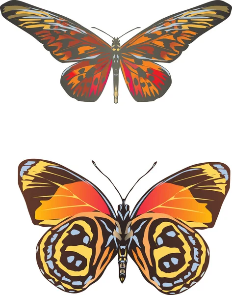 2 つのオレンジ色の蝶 — ストックベクタ