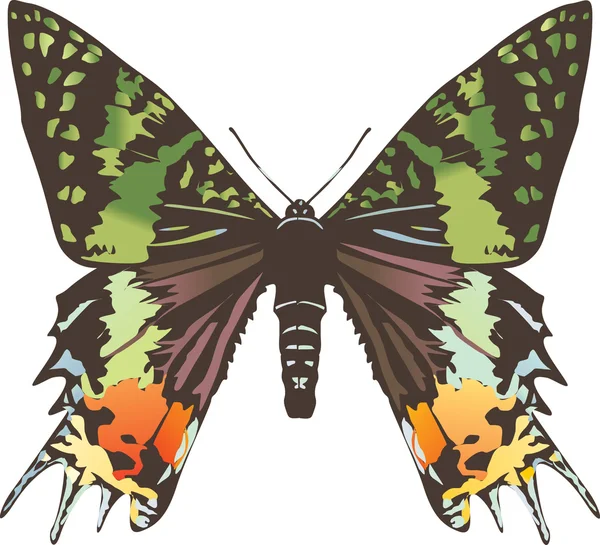 Geen e preto borboleta ilustração — Vetor de Stock