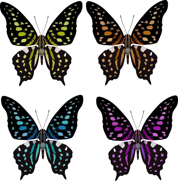 Πεταλούδα τέσσερις παραλλαγή χρώματος — Διανυσματικό Αρχείο