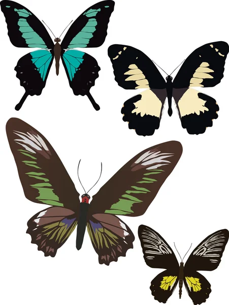 Four exotic butterflies — Stock Vector