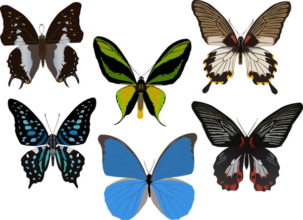 Zes tropische vlinders — Stockvector