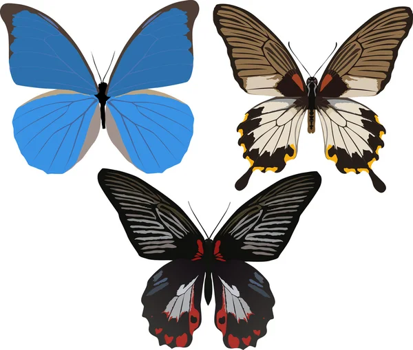 Trzy motyle tropikalne — Wektor stockowy