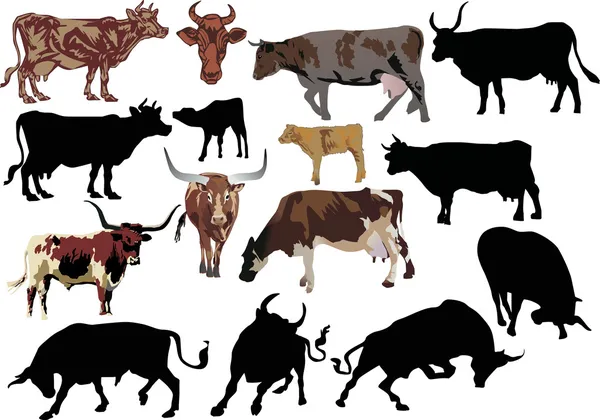 Conjunto de vacas e touros — Vetor de Stock