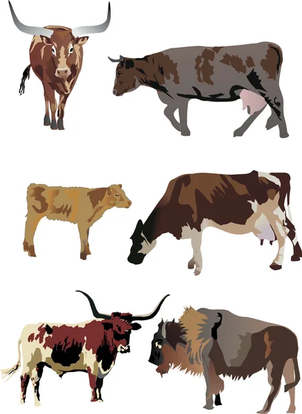Six color bulls and cows — Stock Vector