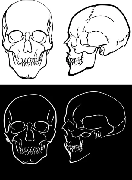Black and white human skulls — Stock Vector