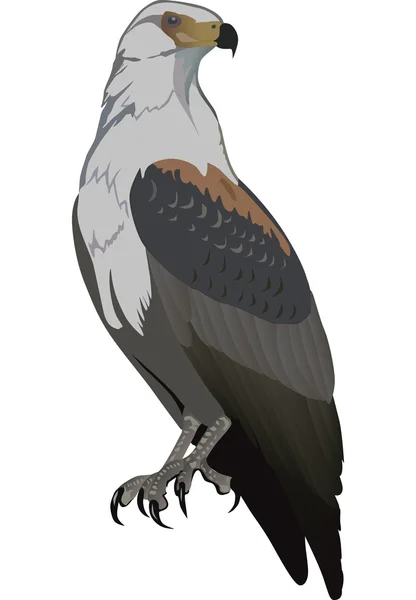 Águila aislada en blanco — Archivo Imágenes Vectoriales