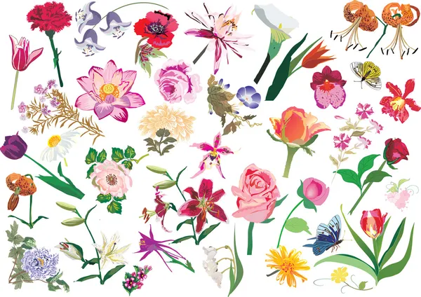 Conjunto de flores de color grande — Archivo Imágenes Vectoriales