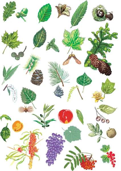 Árboles diferentes hojas y frutas — Vector de stock