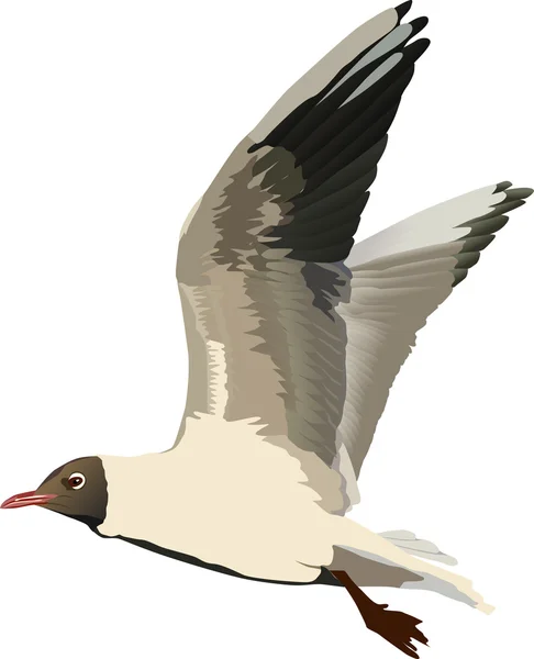 Illustration with gull — Stok Vektör