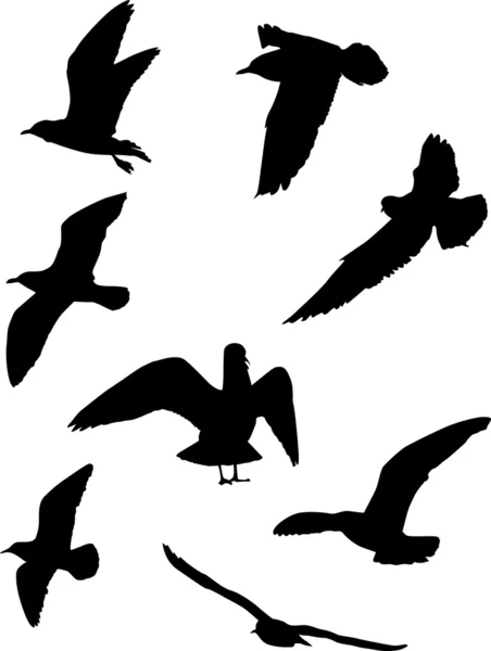 Collection silhouette goéland — Image vectorielle