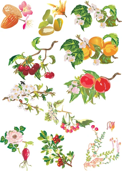 Reife Früchte und Blumen — Stockvektor