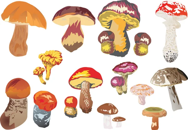 Mushroom collection — Stock Vector