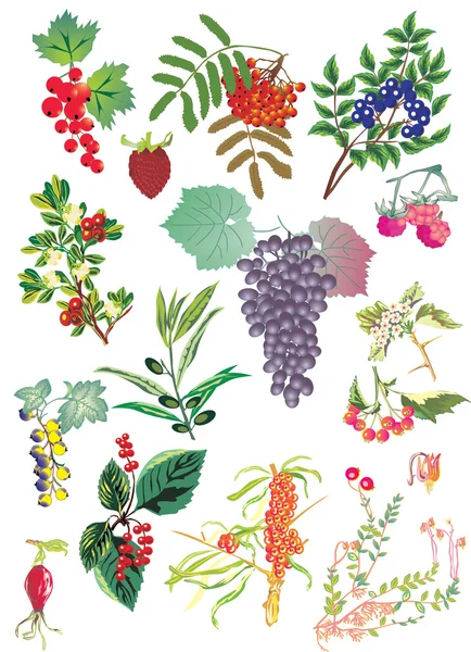 Ovoce a květy na bílém pozadí — Stockový vektor