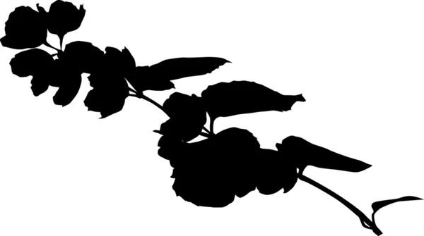 Jasmin bloemen silhouet — Stockvector