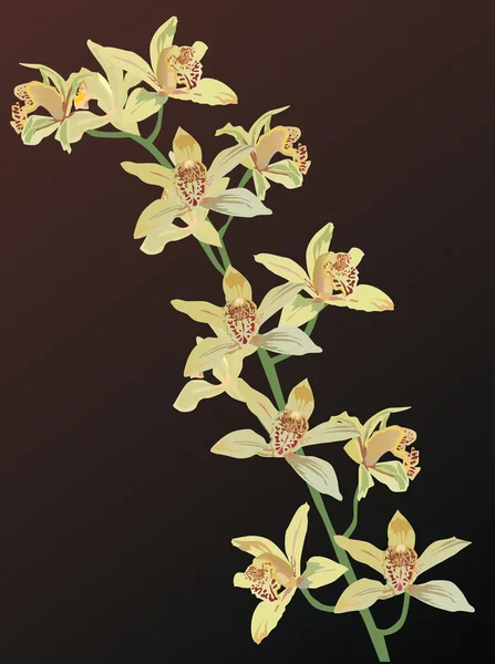 Fiori di orchidea gialli su marrone — Vettoriale Stock