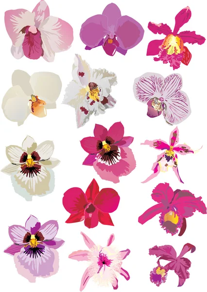 Rosa och vita orkidéer — Stock vektor
