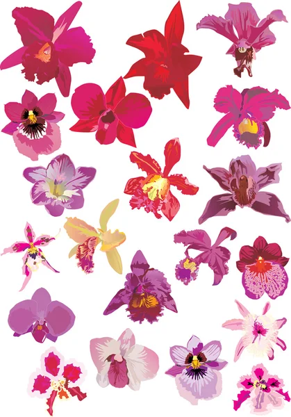 Twintig rode orchideeën — Stockvector