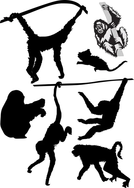 Различные силуэты обезьян — стоковый вектор