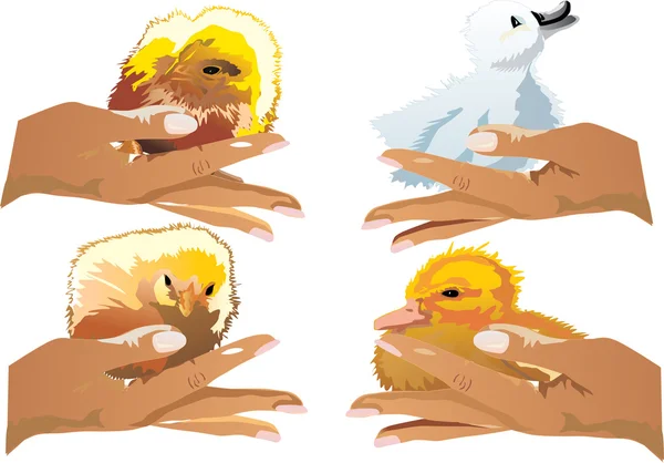 Chickens and duckling on hands — Stock Vector