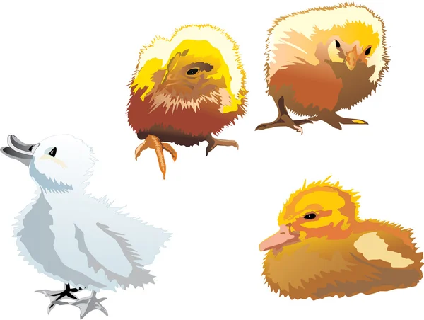 Kippen- en duckings op wit — Stockvector