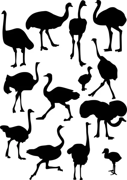 Coleção de silhuetas de avestruz — Vetor de Stock