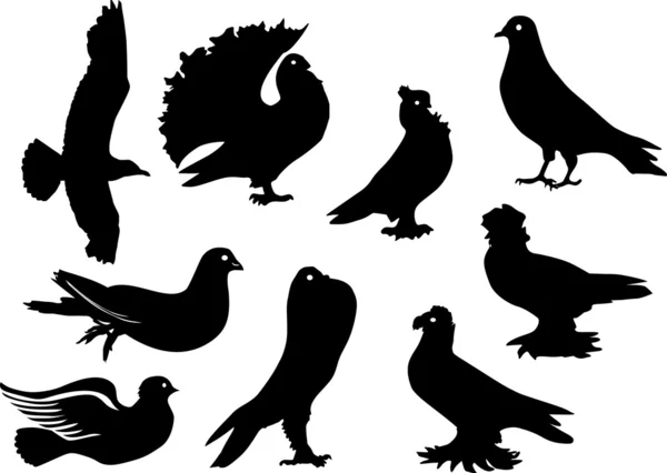 Silhouettes de pigeon ensemble — Image vectorielle