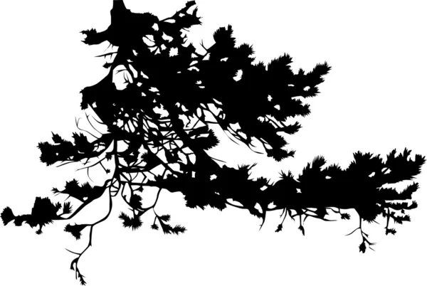 Silhueta de ramo de árvore de pinheiro — Vetor de Stock