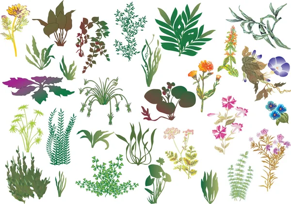 Collection of different plants — Stock Vector