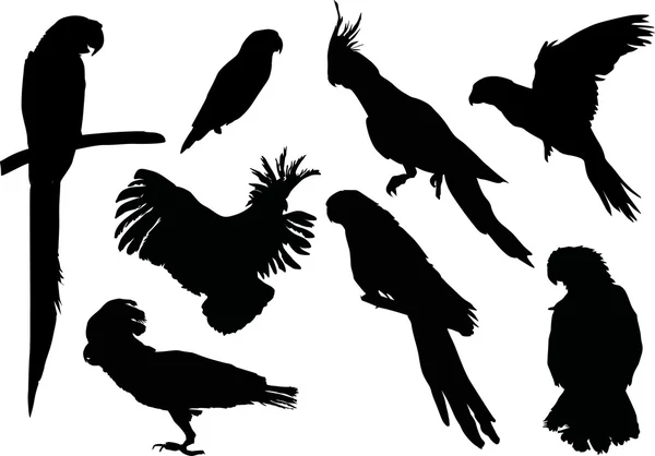 Papoušek siluety kolekce — Stockový vektor