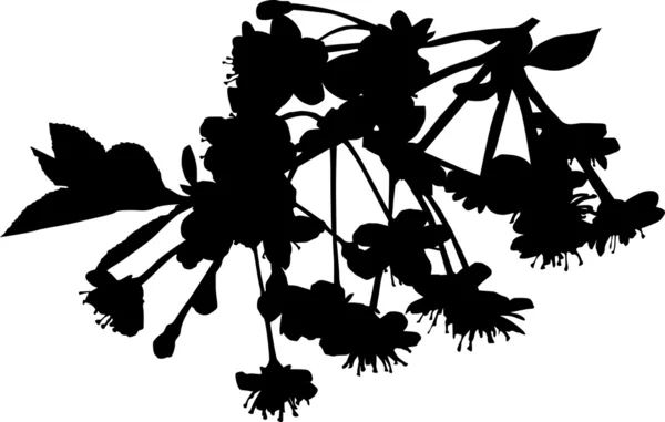 Kersenboom branch silhouet op wit — Stockvector