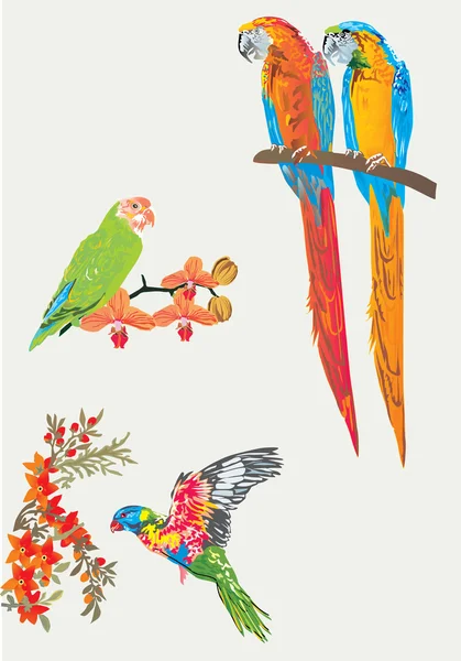 Blå, grønn og rød papegøye – stockvektor