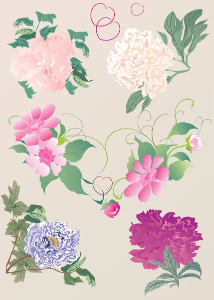 Paeon flowers illustration — Stock Vector