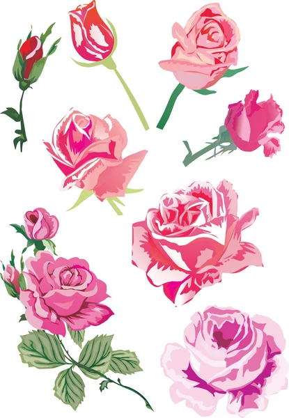 Eight pink roses — Stock Vector