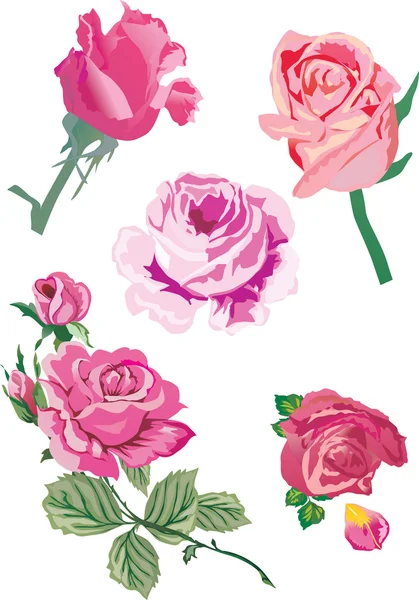 Five pink roses illustration — Stock Vector