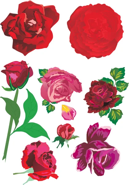 Acht rode rozen — Stockvector