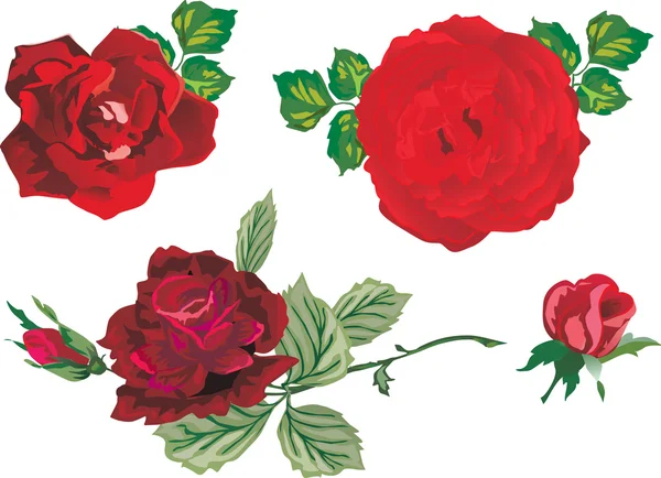 Four red roses — Stock Vector