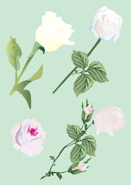 Four white roses illustration — Stock Vector