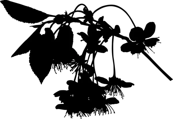 白地に桜の木の花のシルエット — ストックベクタ