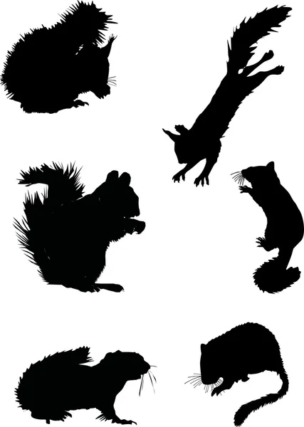 Six silhouettes d'écureuil — Image vectorielle