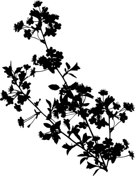Black cherry větev stromu s květinami — Stockový vektor