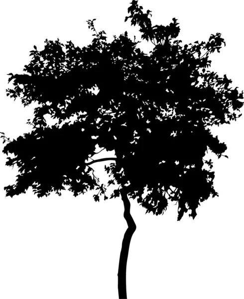 Silhouette of broad-leaved tree — Stock Vector