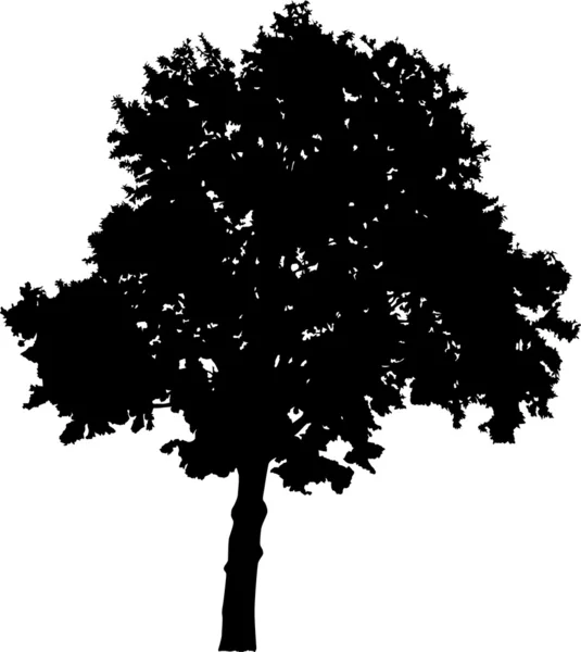 Μεγάλο δέντρο πλατύφυλλα σιλουέτα — Διανυσματικό Αρχείο