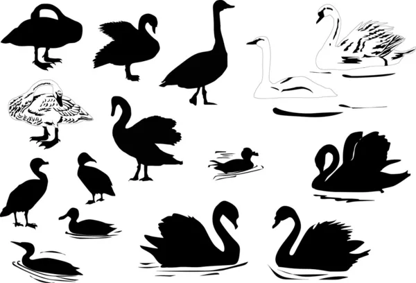 Diferentes siluetas de aves acuáticas — Vector de stock