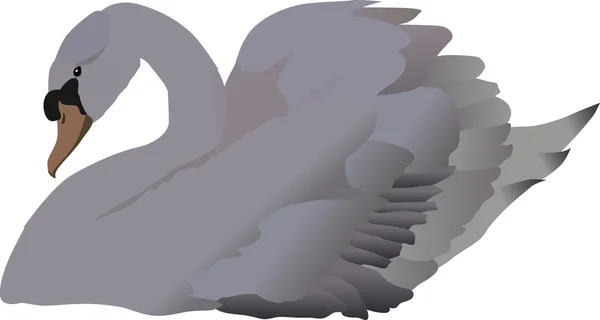 Ilustración cisne blanco — Vector de stock
