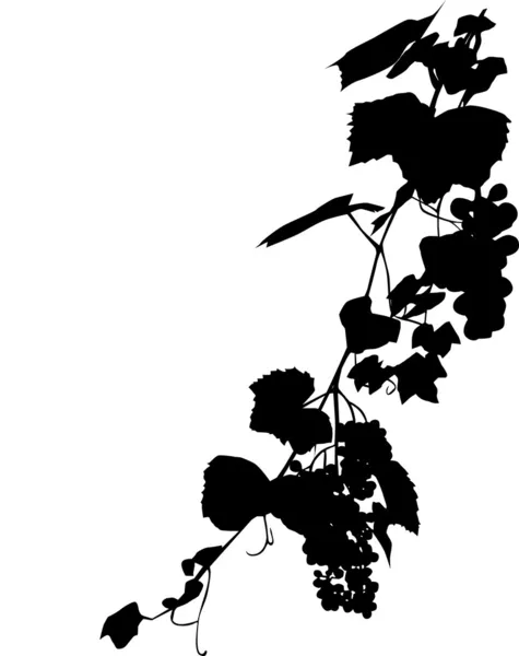 Zwarte tros druiven — Stockvector
