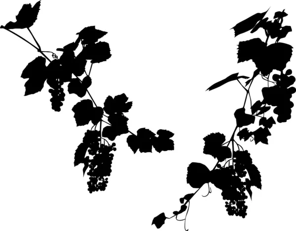 两个葡萄树分支 — 图库矢量图片